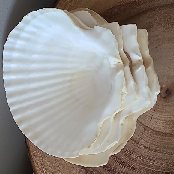 Appetizer vintage shells (set of 4) - Picture 5 of 5